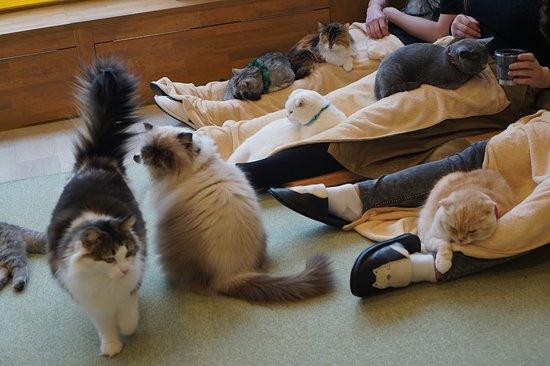 ネコカフェ キャットテイル